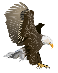 baldeagle.png